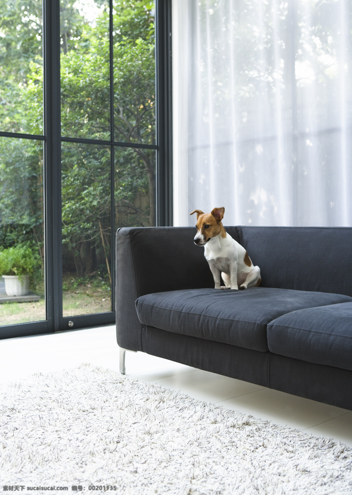 生活空间 宠物 沙发 室内素材 植物 家居装饰素材 室内设计