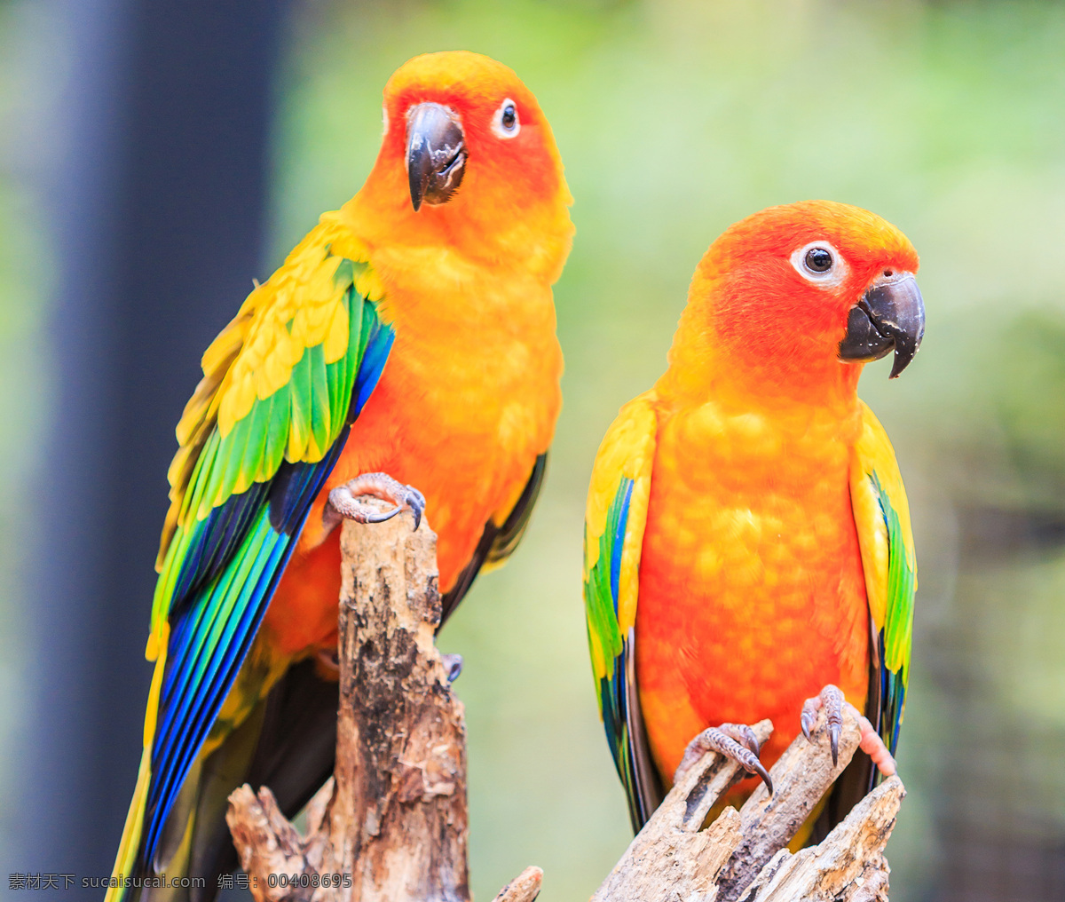 美丽 彩色 鹦鹉 鸟类 动物 金刚鹦鹉 生物世界