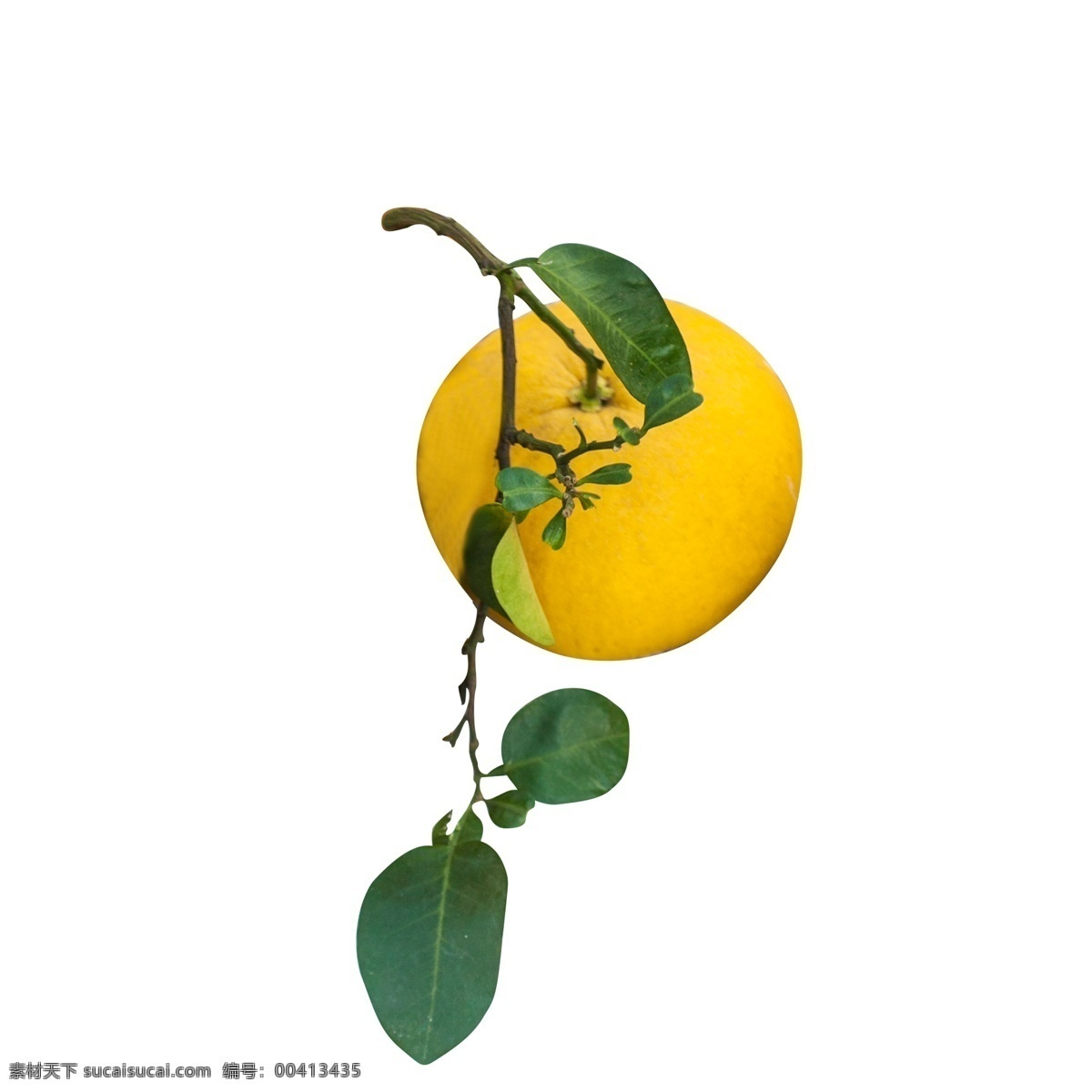 黄色 圆弧 柚子 食物 元素 创意 纹理 光泽 质感 绿色 叶子 圆润 叶脉 立体 水果 果实 味道