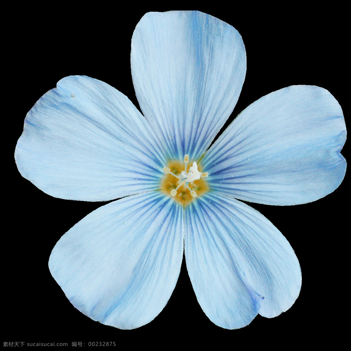 彩绘 淡雅 蓝色 花朵 元素 png元素 免抠元素 透明元素