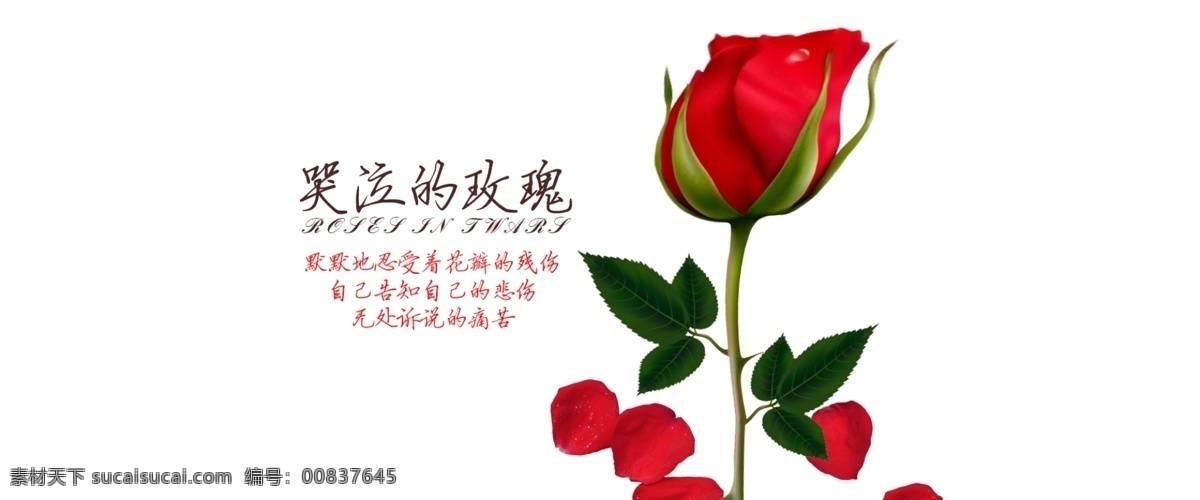 海報(bào) 玫瑰 白色