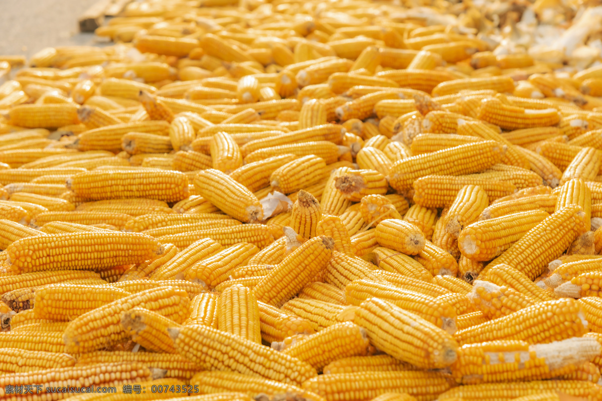 大堆 金黃色 玉米 熟玉米 生玉米 玉米地 玉米種子 玉米廣告 玉米宣傳 玉米海報 玉米素材 苞米 苞米地 玉米莊家 玉米田地 玉米種子圖片 嫩玉米海報 鮮玉米 種子傳單 玉米種子傳單 種子宣傳單 玉米包裝 玉米展板 化肥海報 種子化肥 玉米化肥海報 苞米種子 苞米種子傳單 生物世界 蔬菜