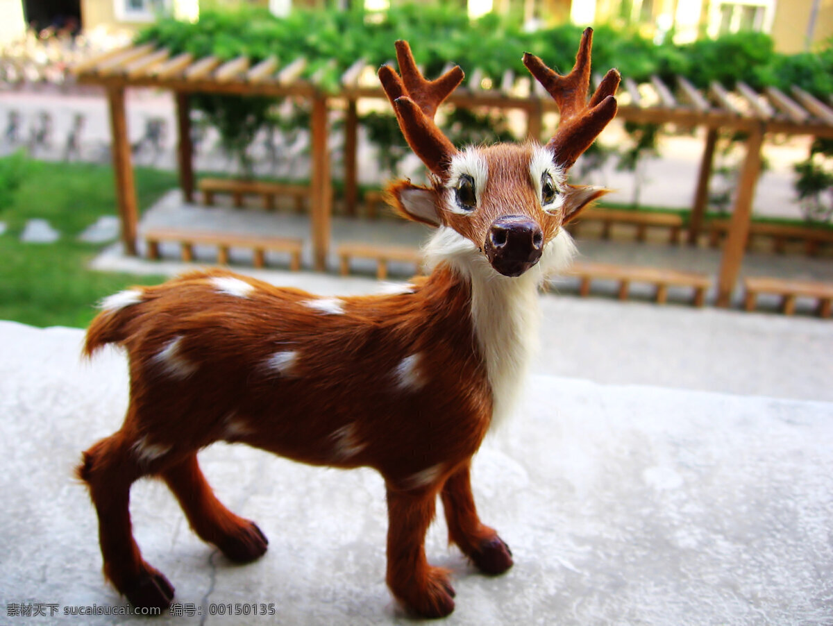 梅花鹿 生物世界 玩具 微距 小鹿 野生動物 清晰 微 距 照片 小動物照片