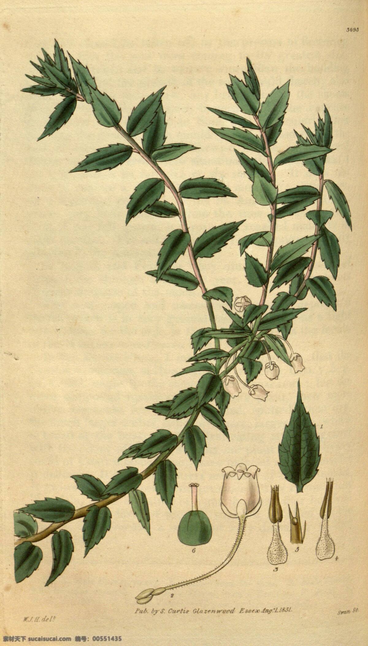 植物花 傳統(tǒng)花卉 復(fù)古花卉 手繪花 背景底紋 植物 生物世界 花草