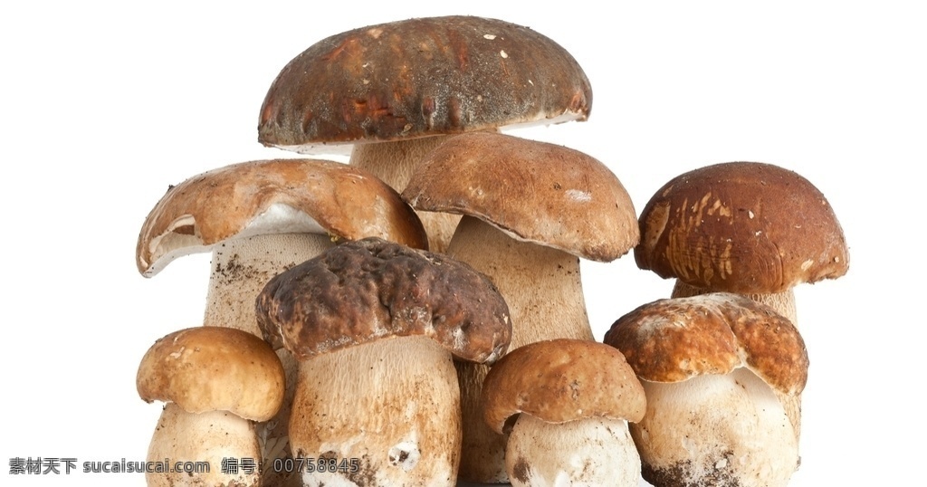 一些 蘑菇 白色 背景圖片 大頭菇特寫 小蘑菇 新鮮大蘑菇 鮮大腳菇 白牛肝 山烏茸 香菇 老人頭菌 野生蘑菇 鮮蘑菇 云南蘑菇 新鮮蘑菇 云南野生蘑菇 山菌 煲湯 食用菌 野生菌 山珍 大頭菇 生態(tài) 土特產(chǎn) 西南 蔬菜 生物世界 花草