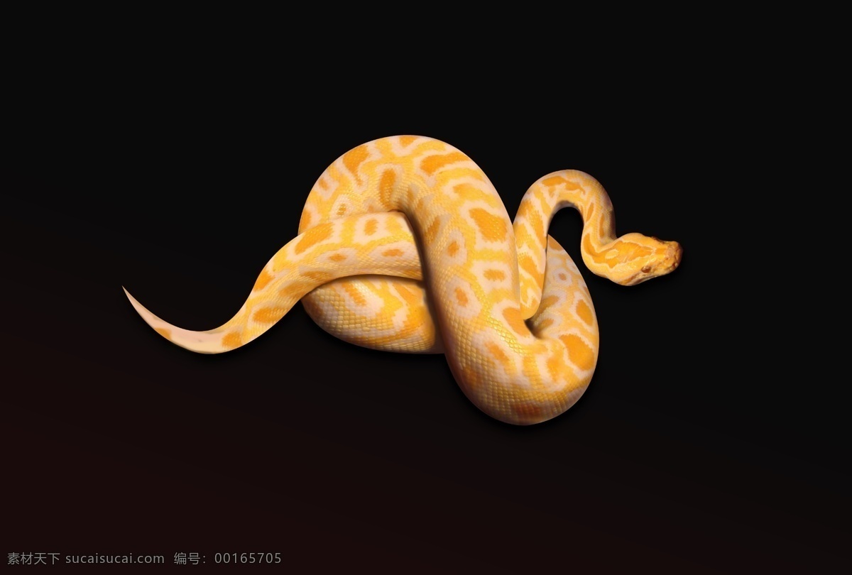 黄金蟒 动物 蛇 蟒蛇 psd分层 分层