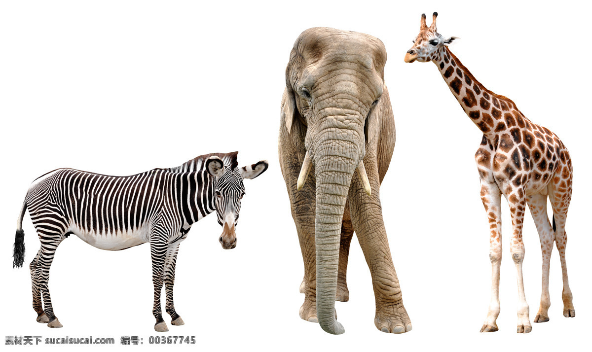 斑马 大象 长颈鹿 动物 陆地动物 生物世界