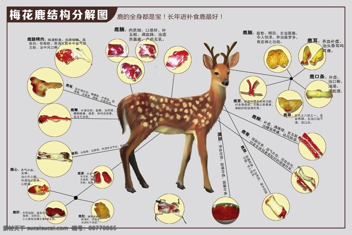 梅花鹿 結(jié)構(gòu) 功效 圖 梅花鹿結(jié)構(gòu) 結(jié)構(gòu)與功效圖 功效圖 黃色 黃色背景 鹿腿 精肉 鹿腩 鹿柳 鹿骨 鹿脖子 鹿血 鹿耳 鹿腦 鹿口條 鹿唇 鹿肚 鹿腎 鹿肝 鹿心 鹿筋 鹿鞭 鹿尾 分層