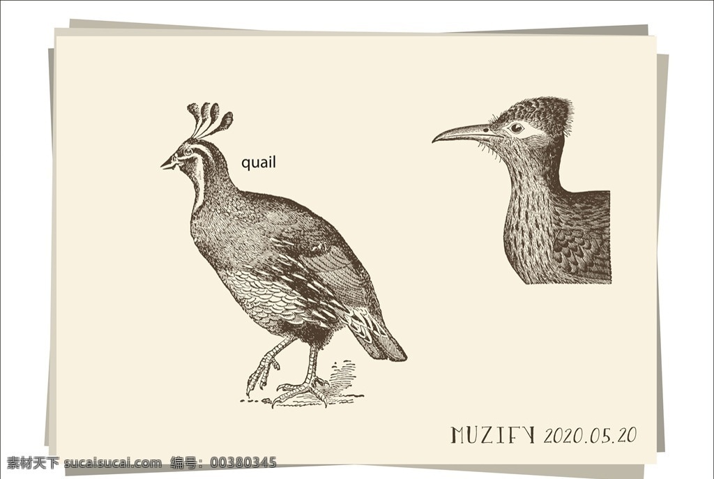 鹌鹑 鸟类手绘稿 鹑鸟 宛鹑 奔鹑 雉科 鸟类 手绘稿 素描画 生物世界