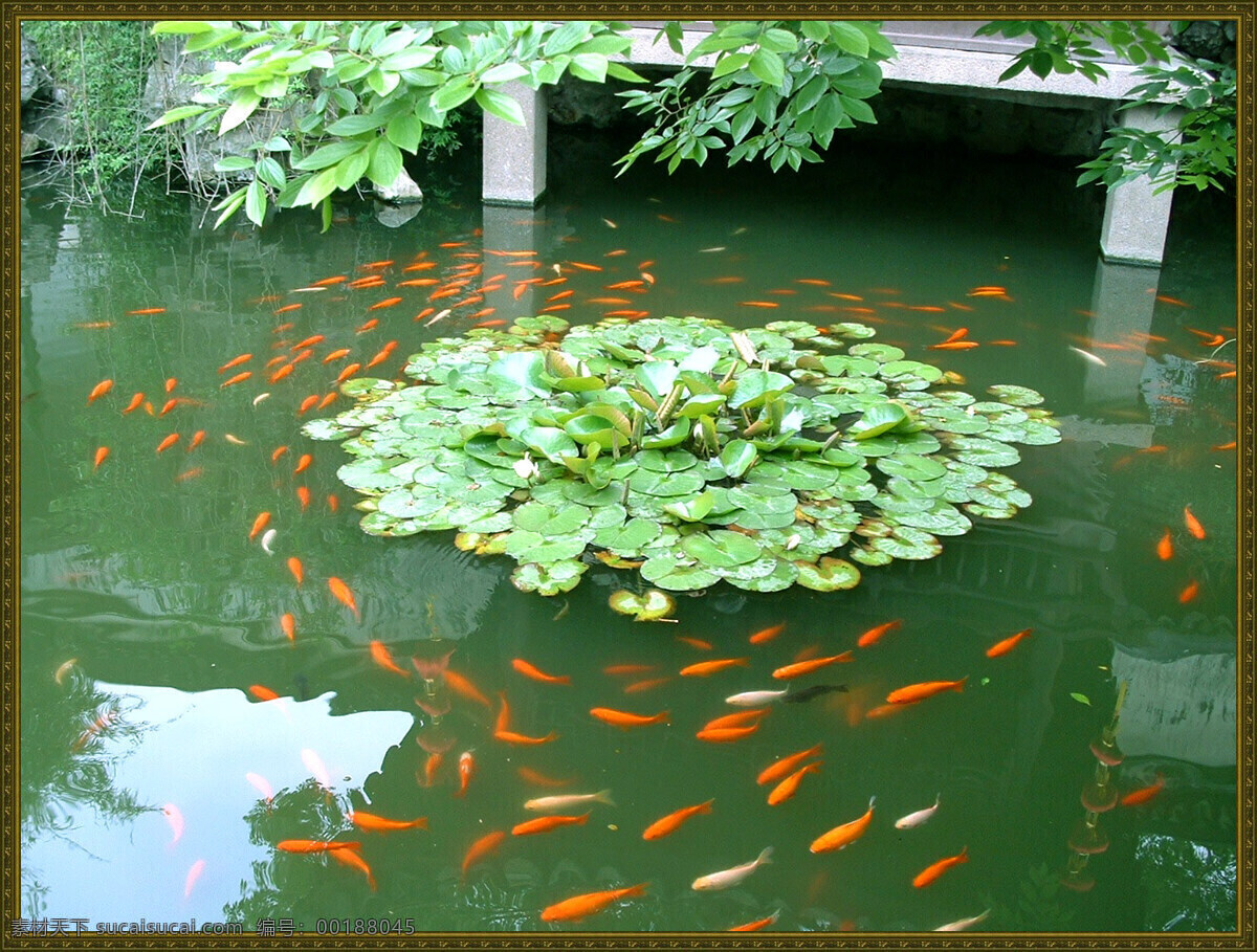 古跡 古建筑 古鎮(zhèn) 國(guó)內(nèi)旅游 江南水鄉(xiāng) 旅游攝影 生物世界 退思園 江南古鎮(zhèn) 印象 園林建筑 吳江 同里 魚類