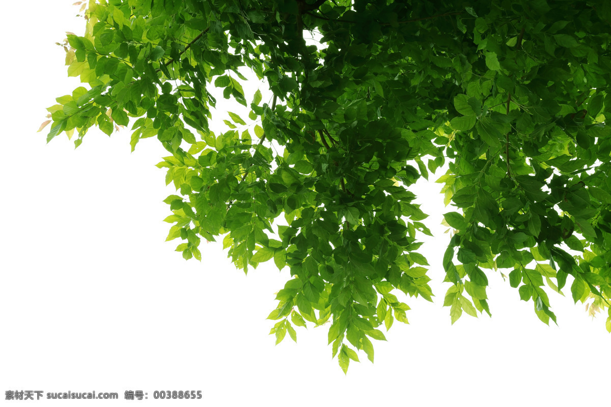 春天綠葉背景 春天綠葉 樹葉 葉子 綠色背景 夏天 夏季樹葉 花草圖片 花的圖片 花草樹木 生物世界 白色