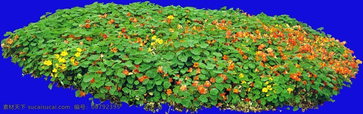 植物 貼圖素材 jpg1131 設(shè)計(jì)素材 建筑裝飾 藍(lán)色