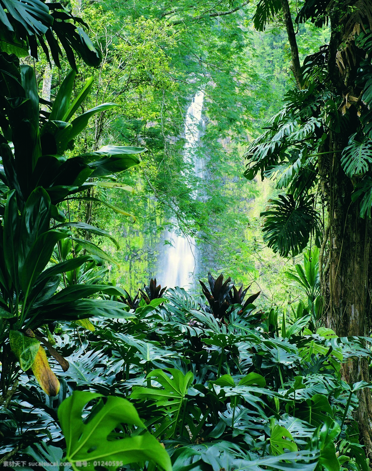 山涧瀑布 瀑布 丛林 原始丛林 热带雨林 藤 大树 影楼背景 喷绘 影楼 背景 自然景观 自然风景 摄影图库