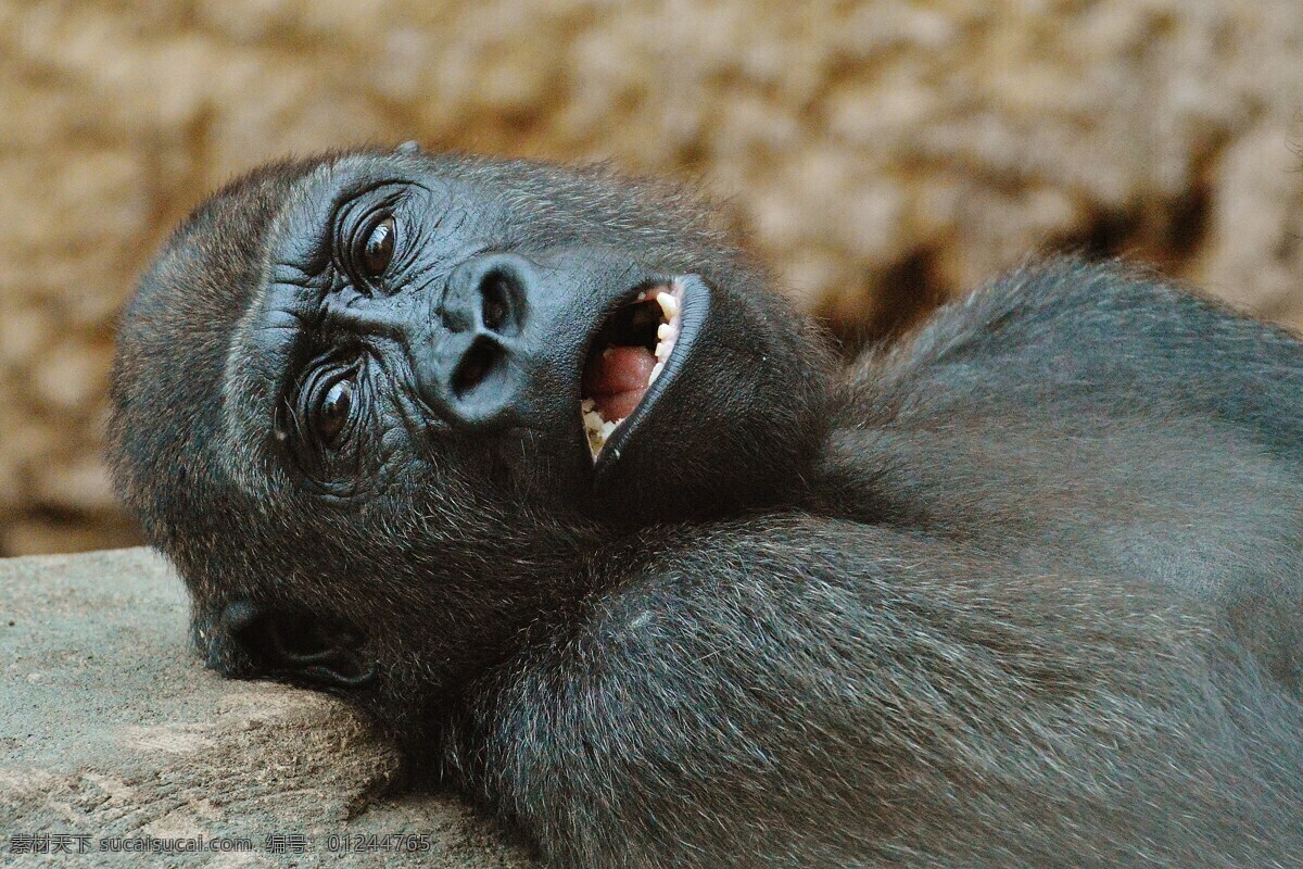 野生动物 大猩猩 猴子 动物园 动物 灰色