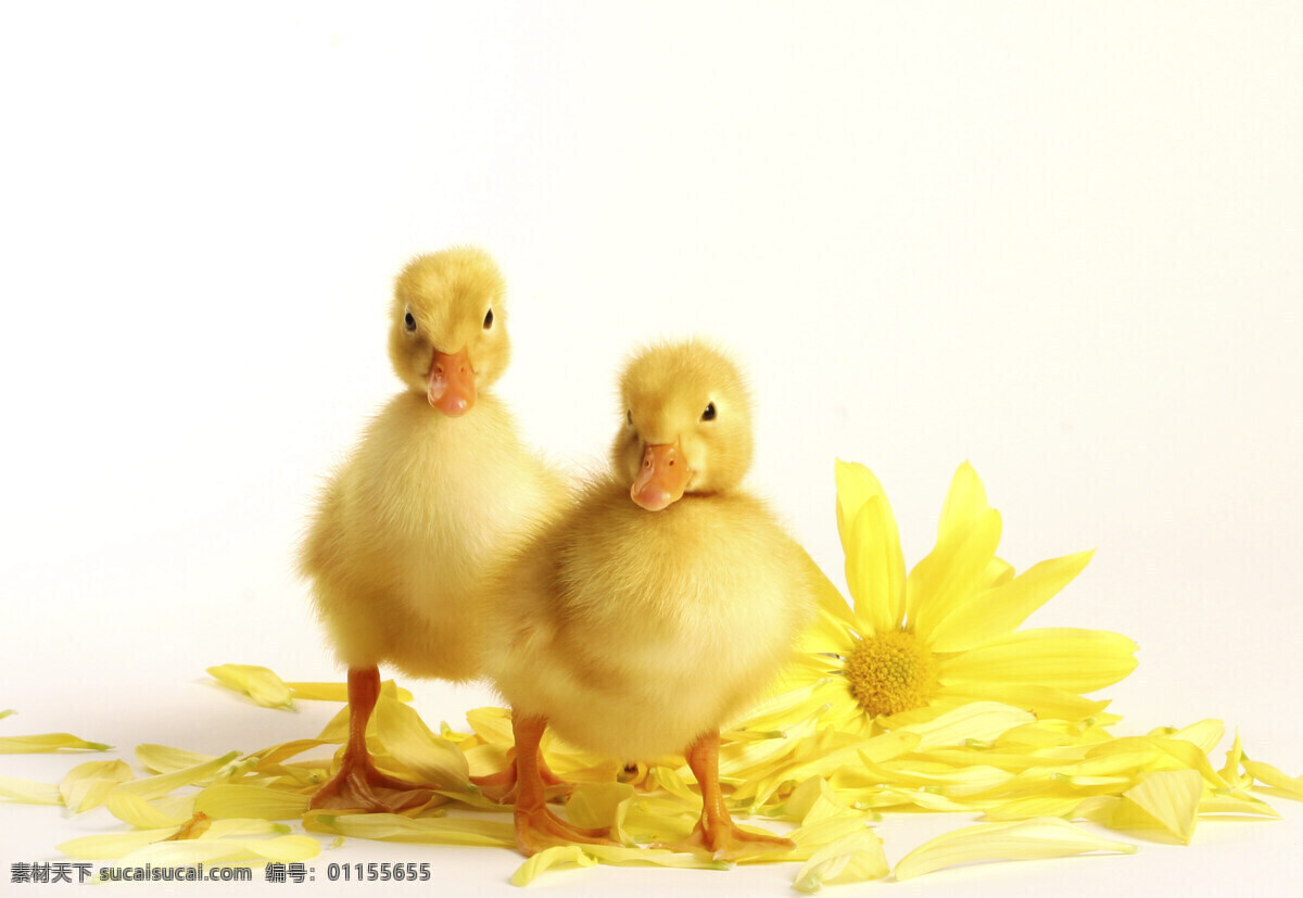 兩 只 小 鴨子 鮮花 微距 動物 生物世界 創(chuàng)意攝影 黃色 家禽 家禽家畜 鮮花與鴨子 小鴨子 陸地動物