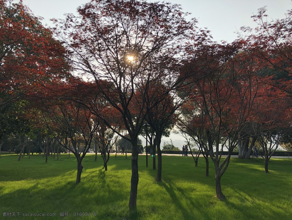 園林 楓樹 植物 紅葉 草坪 綠植 太陽 風景 秋天 秋天景象 銀杏葉 黃色葉子 樹木 天空 自然風景 電腦桌面 自然景觀