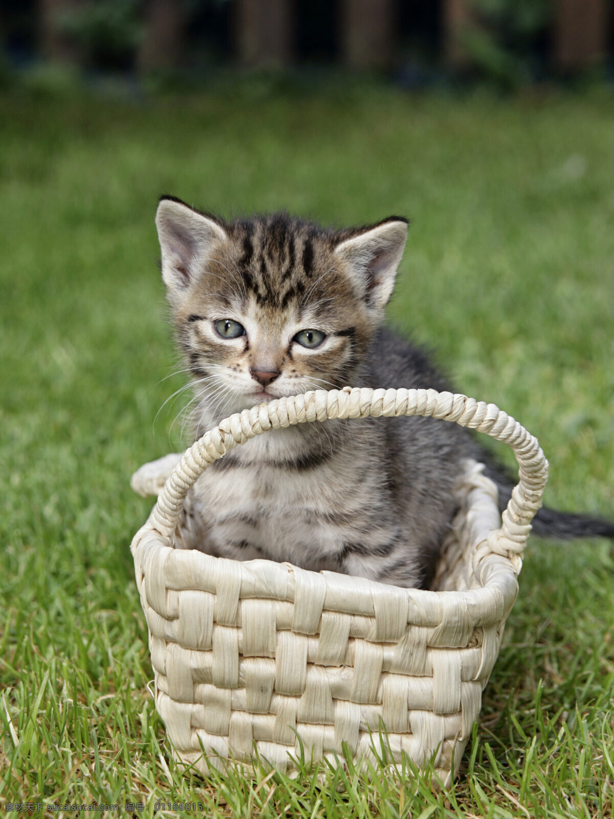 篮子 里 猫咪 草地 可爱 小猫 宠物 动物世界 摄影图 猫咪图片 生物世界