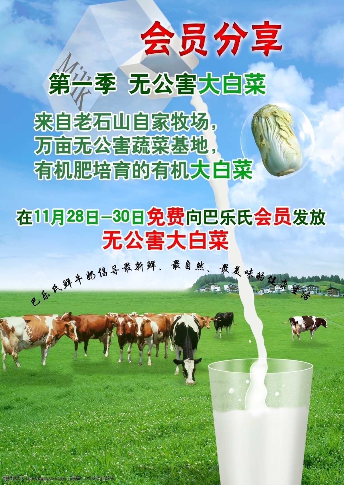 草原 奶牛 草原奶牛 有機(jī)大白菜 會(huì)員分享 原創(chuàng)設(shè)計(jì) 原創(chuàng)海報(bào)