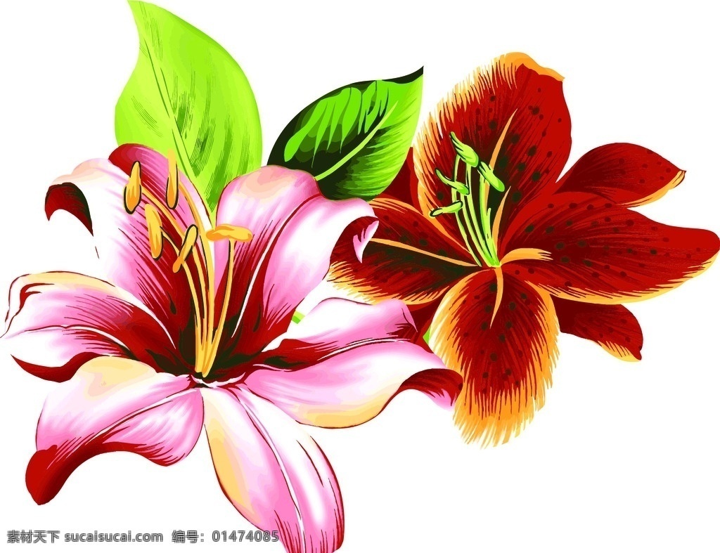 花 花朵 矢量 背景花 線條花 花邊 花紋花朵 底紋邊框 花邊花紋