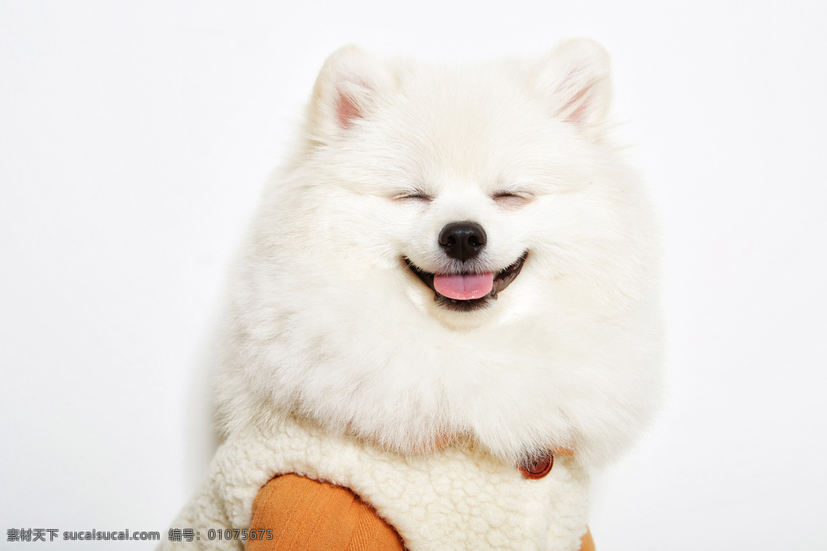 微笑 白色 小狗 狗 犬 宠物 白狗 背景 墙纸 壁纸 生物世界 家禽家畜