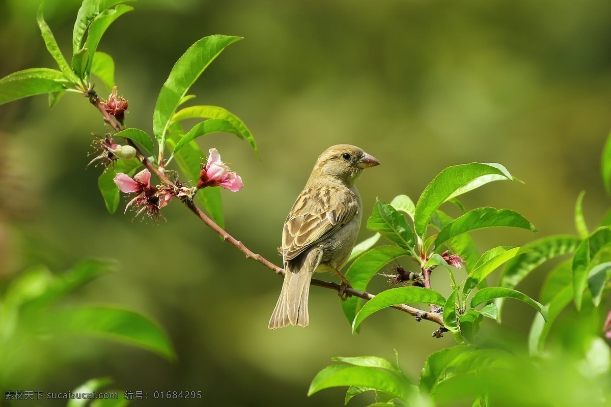小鳥(niǎo) 綠植 鳥(niǎo)類(lèi) 綠色 綠葉 旅游攝影 國(guó)內(nèi)旅游
