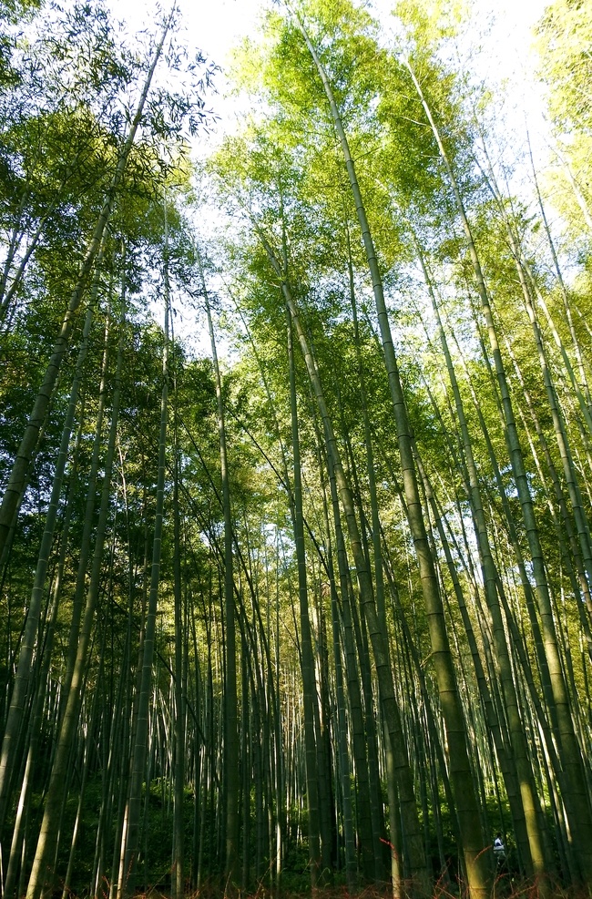 竹子 高清 大圖 竹林 竹林深處 翠竹林 綠竹林 青竹林 毛竹林 陽光竹林 竹林竹海 竹林背景 竹林圖片 竹子圖片 陽光竹子 竹子素材 竹林光影 春天綠色 綠色背景 春天背景 風(fēng)景 美景 大自然 生物世界 樹木樹葉