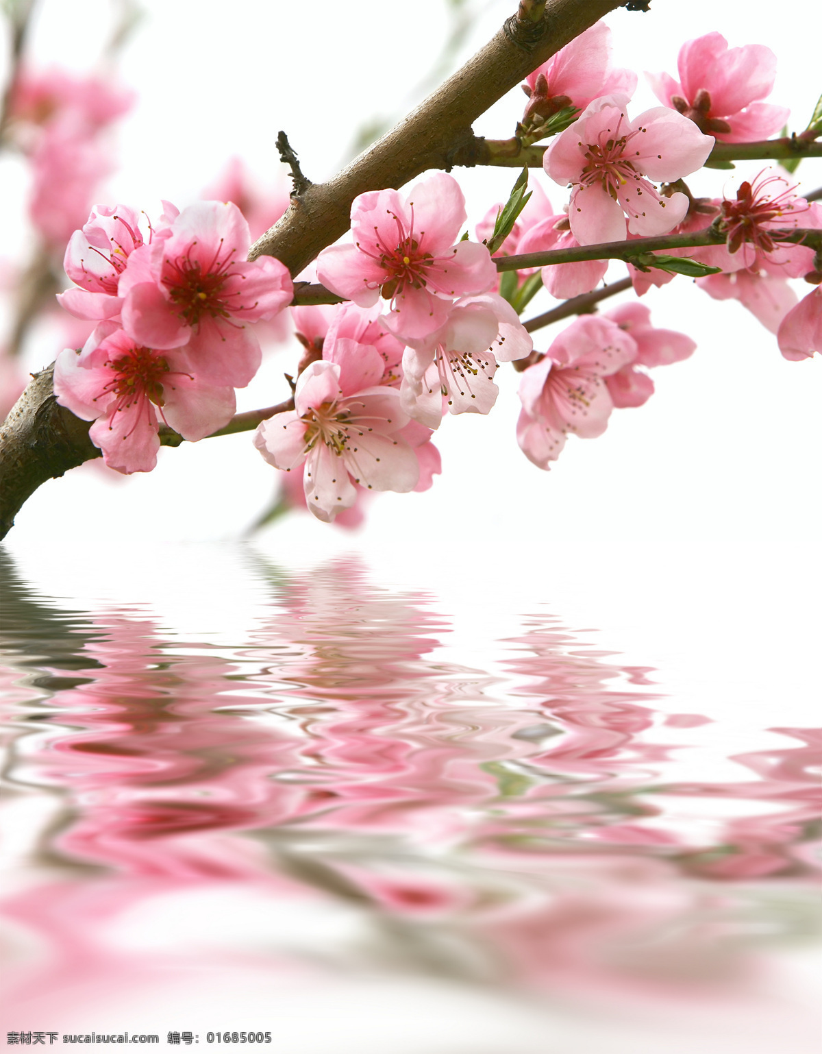 美麗鮮花 花卉 花朵 鮮花背景 背景圖片 清新 清爽 背景素材 桃花 清水 櫻花 花草樹木 生物世界 白色
