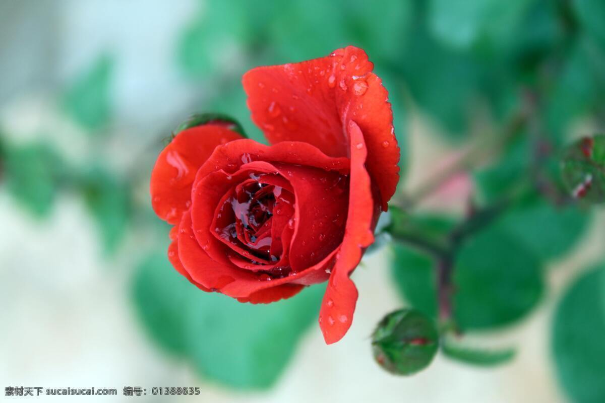 愛情 紅花綠葉 紅色玫瑰花 花草 露珠 玫瑰 玫瑰花 月季花 水滴 露滴 含苞 嬌艷 純情 怒放 水珠 含情 生物世界