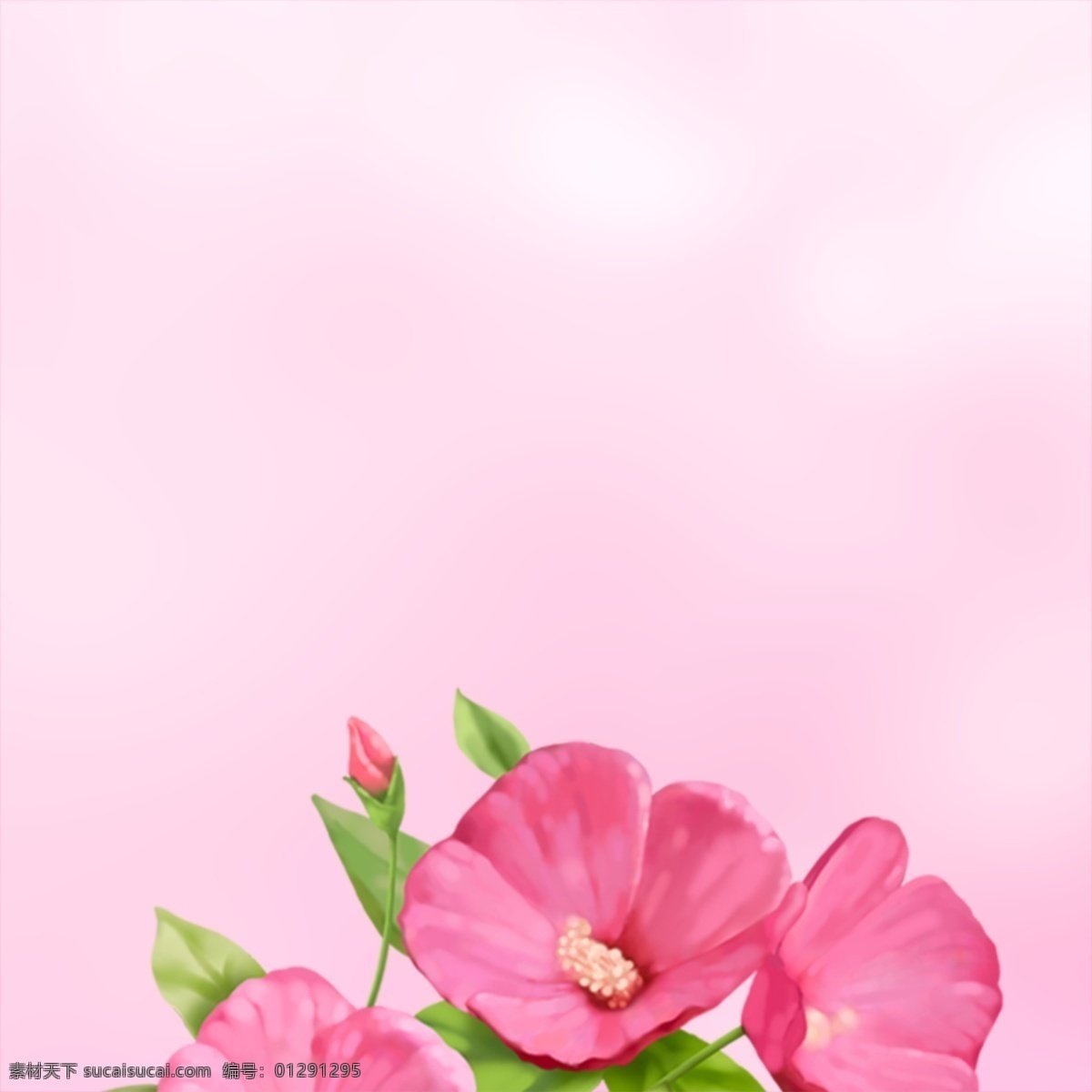 唯美花朵背景 粉色背景 浪漫背景 花朵 唯美花朵 白色