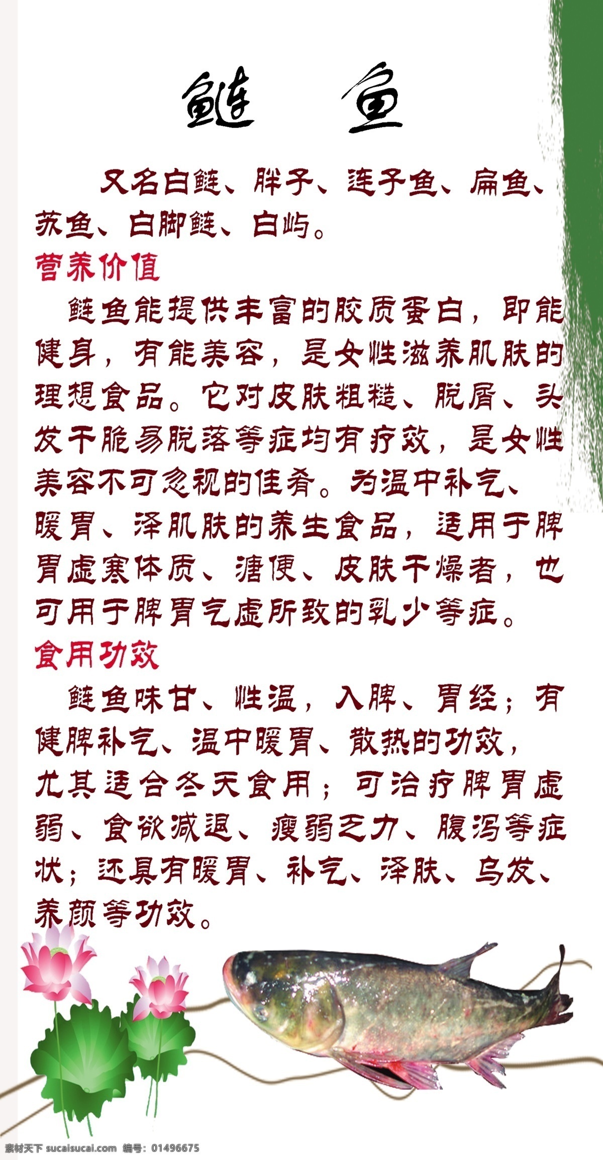 鰱魚的文化 介紹 魚 鰱魚 草魚 鯉魚 墨寶畫 魚的文化 魚的介紹 寫真 酒店宣傳畫 廣告設(shè)計模板 源文件