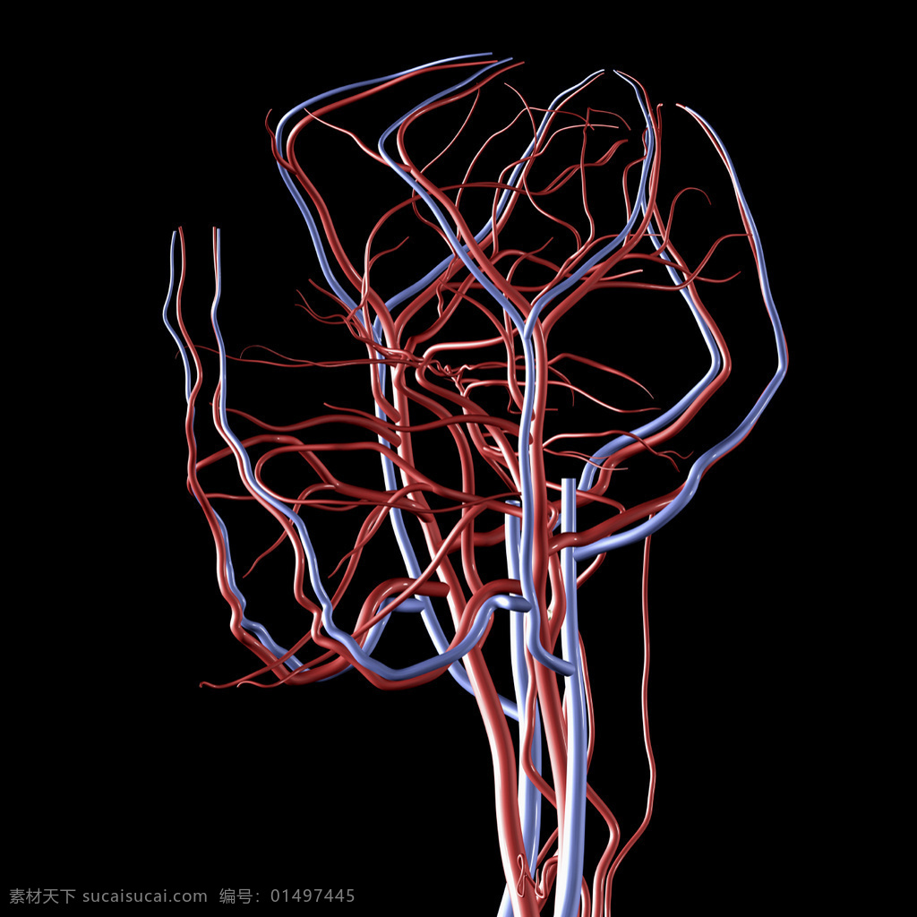 anatomy3drenders 49圖片素材 人體器官圖 人物圖片