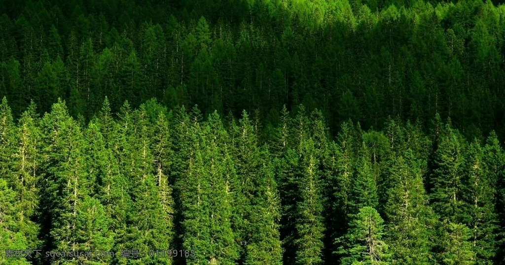 松林图片 松林 山林 森林 松树 松叶 松针 树林 树木山脉 山峰 景色 美景 风景 生物世界 树木树叶