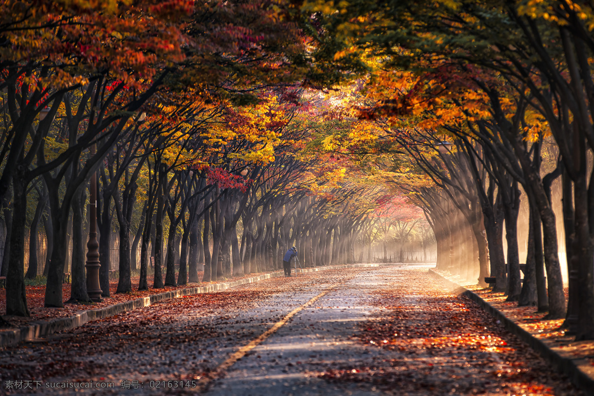 清晨 陽光 大樹 落葉 風(fēng)景 自然景觀 自然風(fēng)景