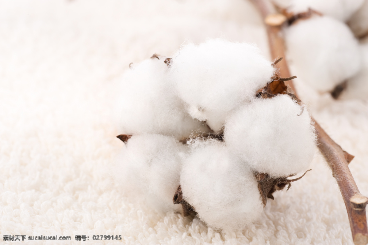 棉花 球 白色 树枝 未掉落棉花 雪白 高清大图 花草树木 生物世界
