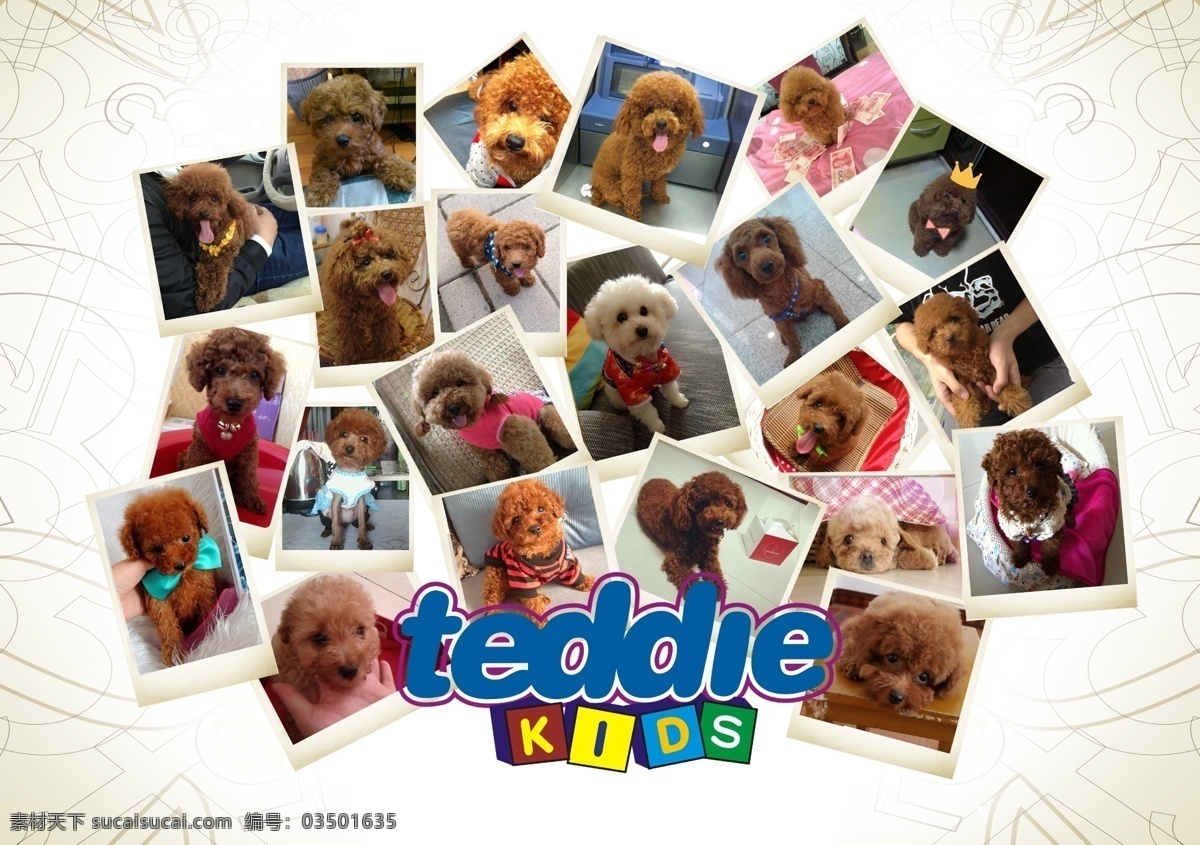泰迪宠物相册 泰迪 宠物 宠物相册 狗狗 相册模板 相框模板 摄影模板 源文件