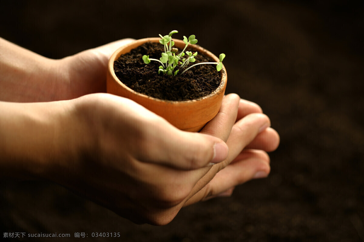 双手 托起 幼苗 植物 绿色 健康 成长 希望 清新 出土 新生 象征 种子 茁状成长 向上 破土 发芽 呵护 培养 土壤 生命力 培育 滋润 花草树木 生物世界