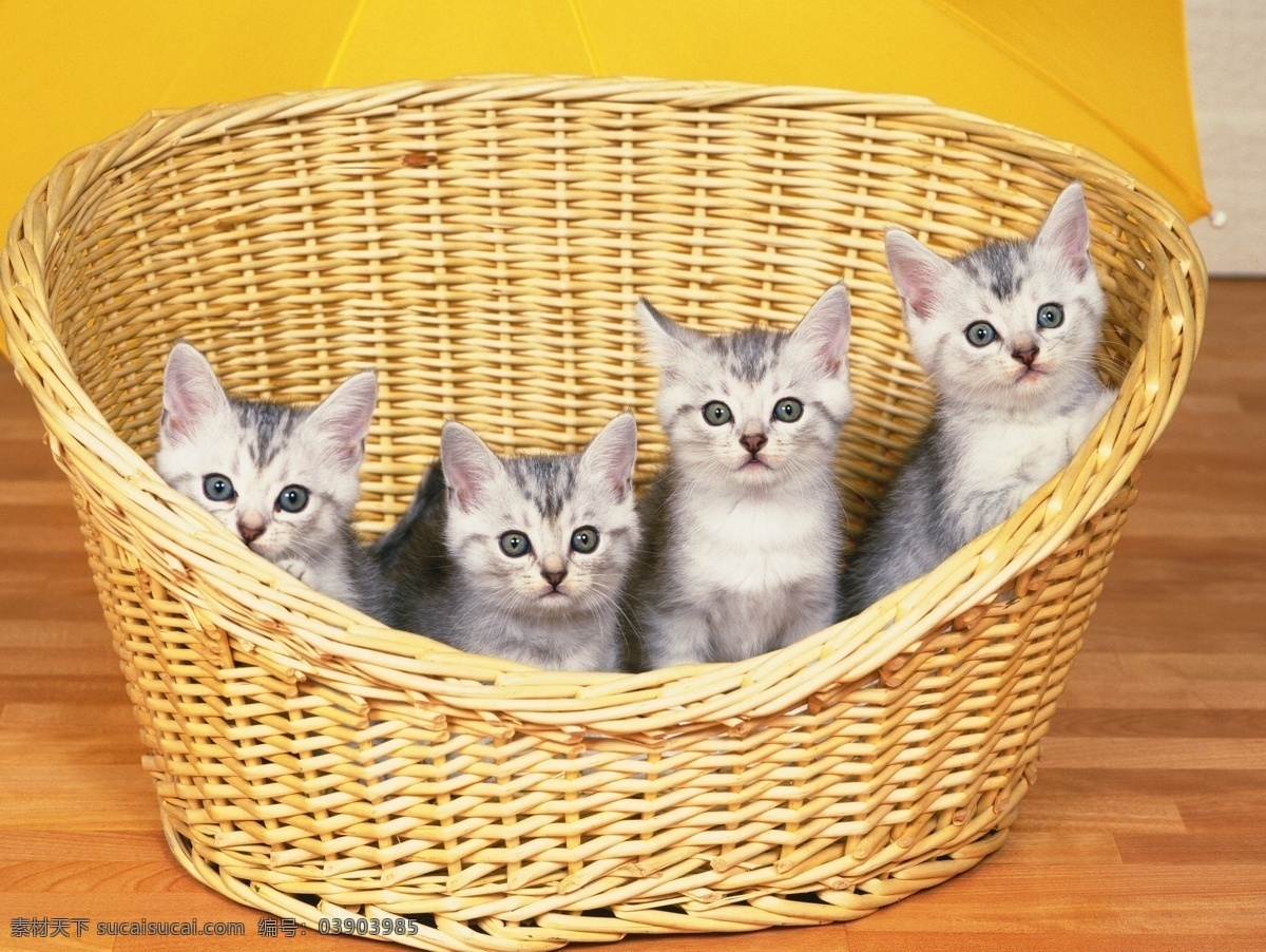篮子里的猫咪 动物世界 可爱 小动物 宠物 小猫 猫咪 陆地动物 生物世界 黄色