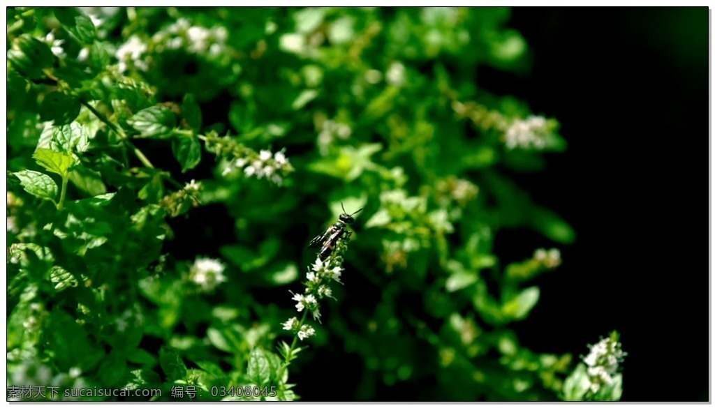 花 馬蜂 視頻 高清視頻素材 視頻素材 動態(tài)視頻素材 樹葉 綠色 植物