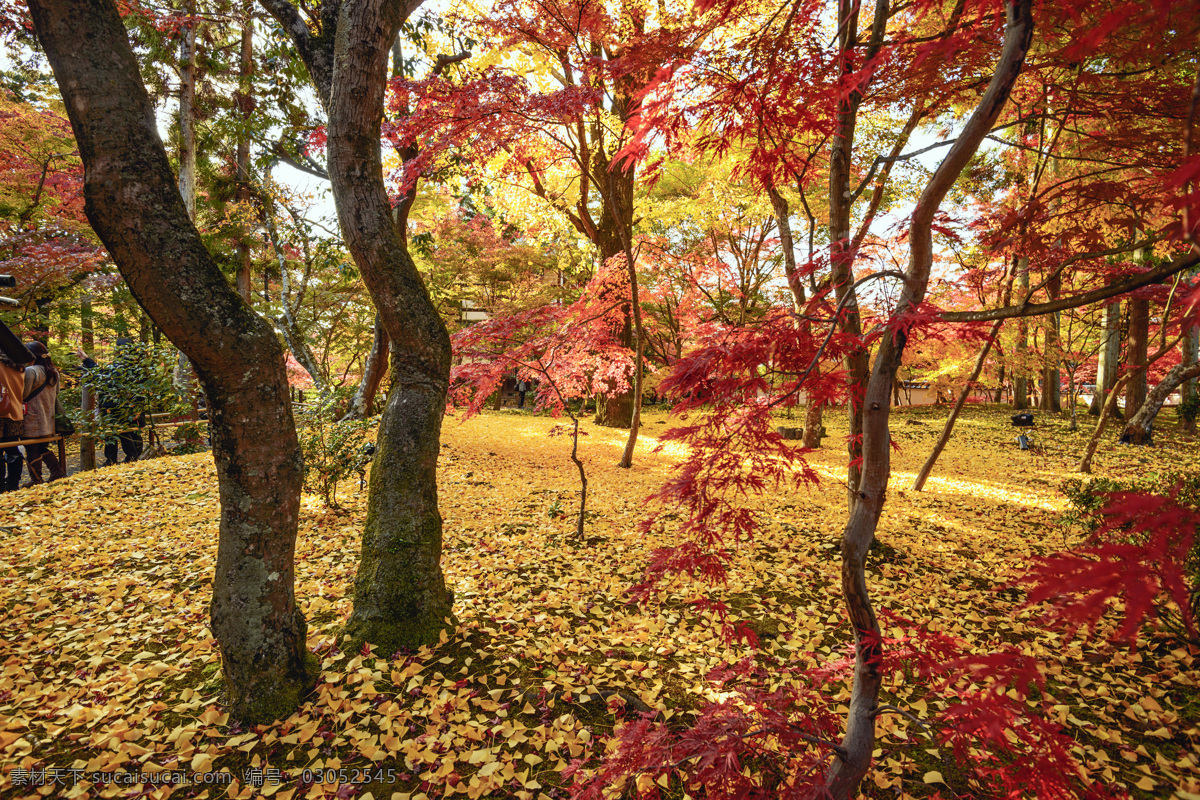 秋天枫树美景 日本花园风景 秋天枫叶 日本风光 美丽风景 公园景色 公园风景 花园美景 自然风景 自然景观 黑色