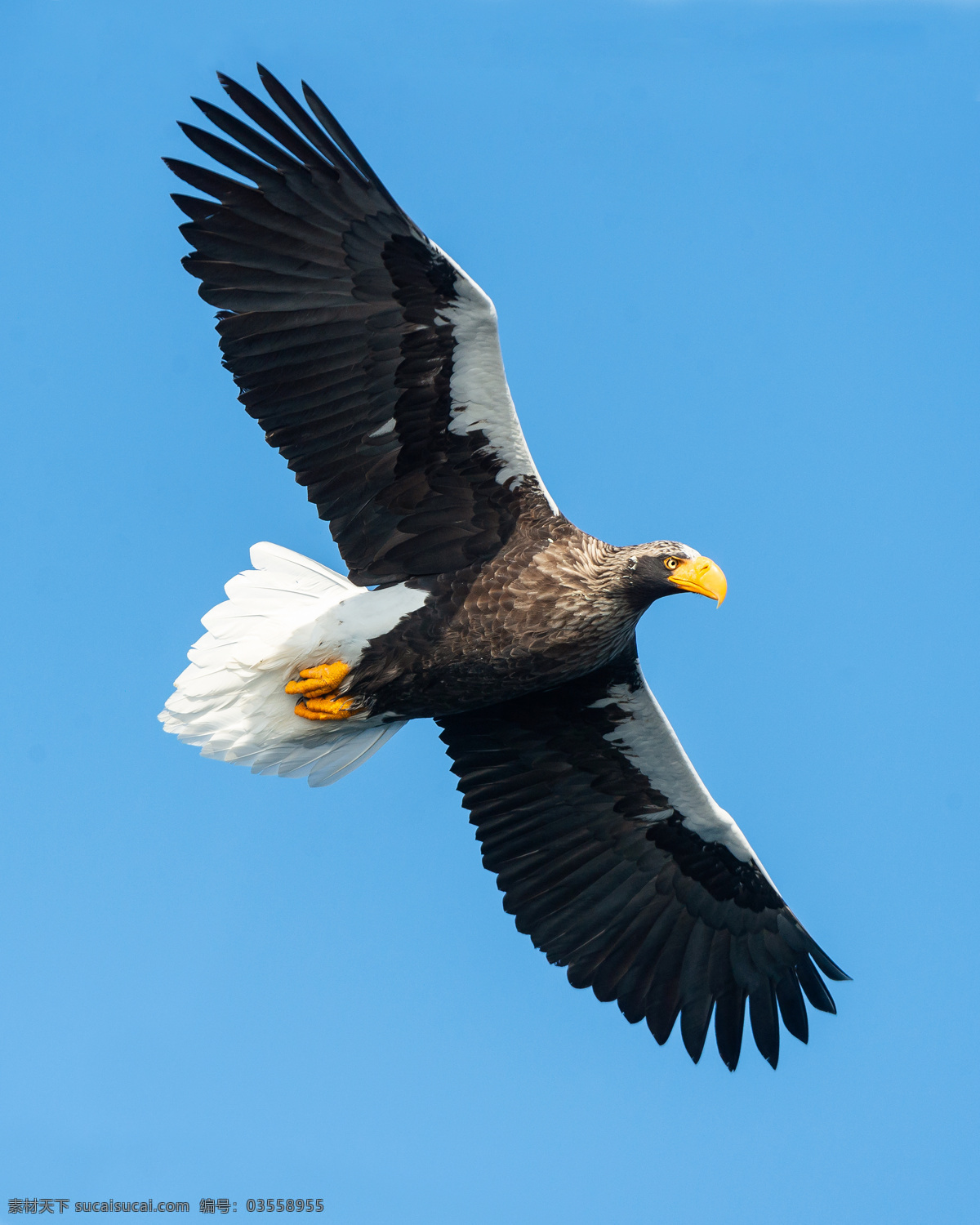 飞翔 白 尾 鹰 摄影图片 蓝色的 天空 雄鹰 高飞 飞翔的 白尾鹰 昆虫花鸟 生物世界 鸟类