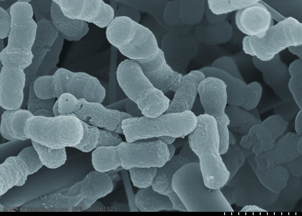 细胞 电 显微镜 电显微镜 细胞壁 叶绿体 生物 干细胞 医疗 科技 生物世界 底纹 结构 植物细胞 细菌 真菌 绿色 水分子 花朵 植物 微生物 分层