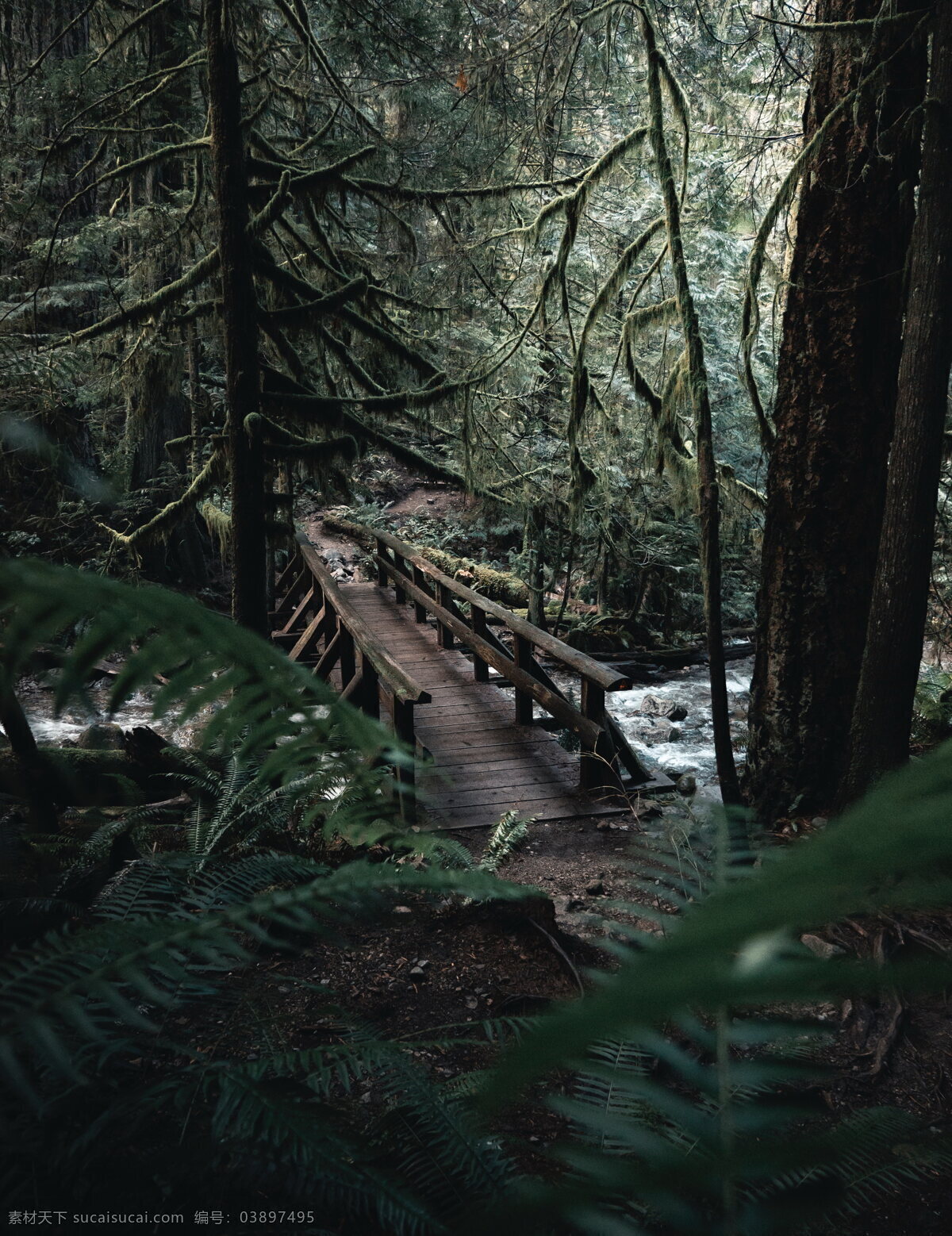 竖 屏 大自然 森林 风景 森林风景图片 森林风景 竖屏 树林 木桥 流水 小桥流水 自然风景 图片大全 高清图片下载 共享素材 自然景观
