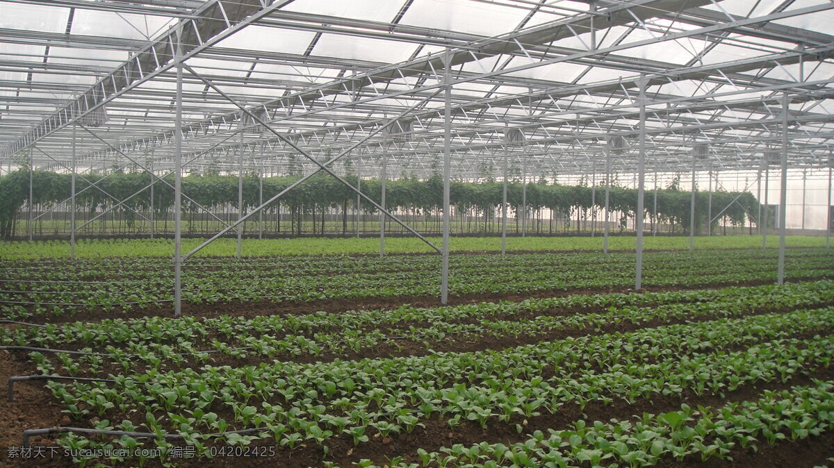 蔬菜 棚 大棚 綠色 生物世界 植物 蔬菜棚 溫室 風(fēng)景 生活 旅游餐飲
