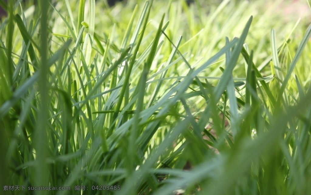韭菜 韭 蔬菜 菜園 無公害 生物世界