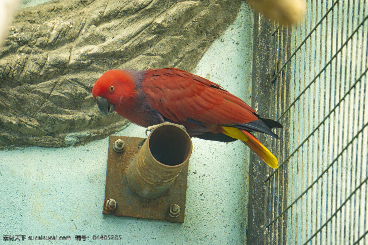 枝头 红色 鹦鹉 鸟 禽类 动物 八哥 千库原创 照片