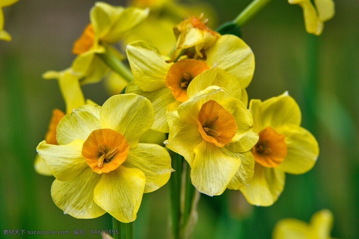 漂亮 黄色 水仙花 漂亮的水仙花 黄色的水仙花 水仙 花之物语 花艺 花卉 花朵 花瓣 花叶 插花艺术 生物世界 花草
