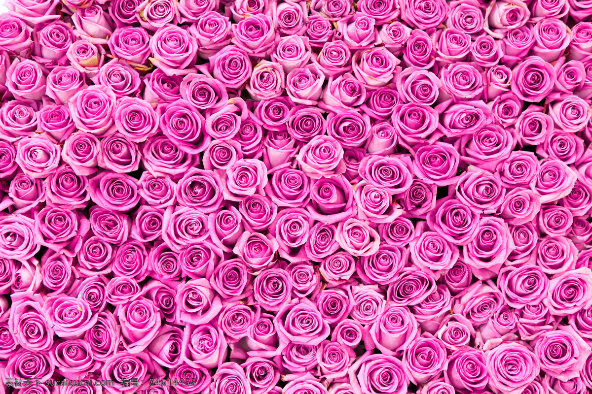 粉红色 玫瑰花 背景图片 鲜花 九朵 粉红色的 玫瑰花背景 鲜花植物 生物世界 花草
