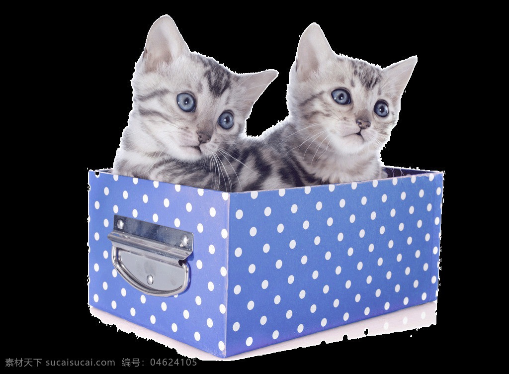 礼物 箱子 里 两 只 可爱 猫咪 创意卡通画 动物元素 礼物盒 猫宠物 猫咪元素 萌猫 双胞胎猫咪