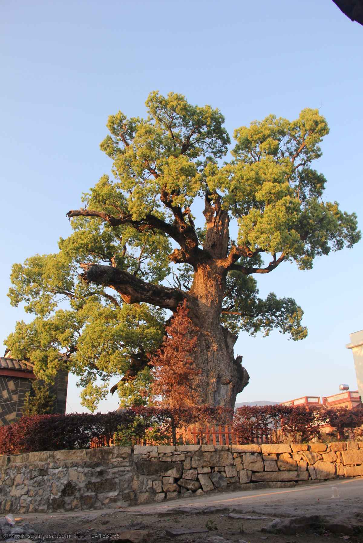 千年古樟 漳州 长泰山重 樟树 树 长泰古山重 生物世界 树木树叶