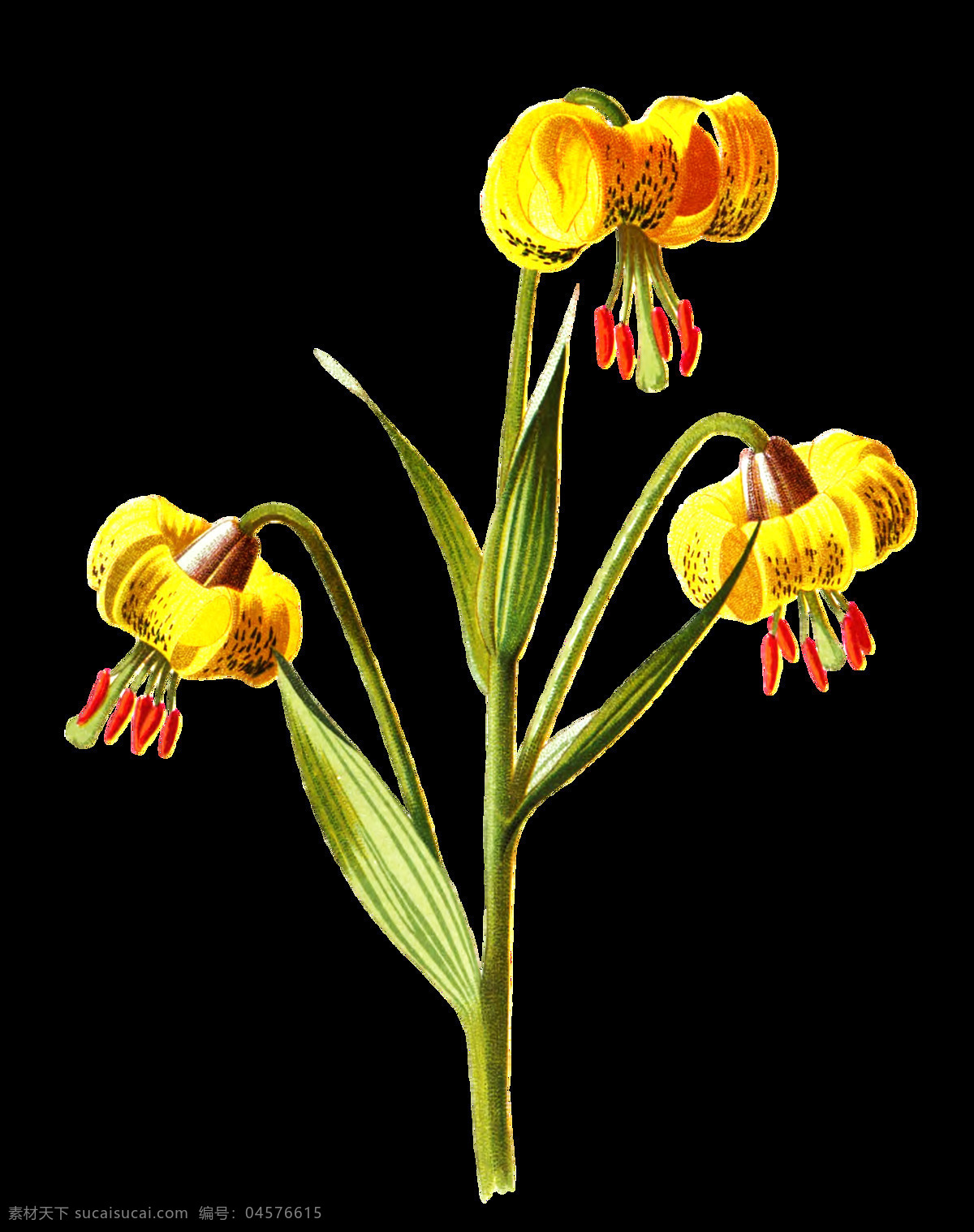 南瓜 花束 卡通 透明 花朵 枝叶 透明素材 免扣素材 装饰图案